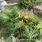 9690155710-rishikesh-ho-rishikesh-plant-nurseries-2y892dq
